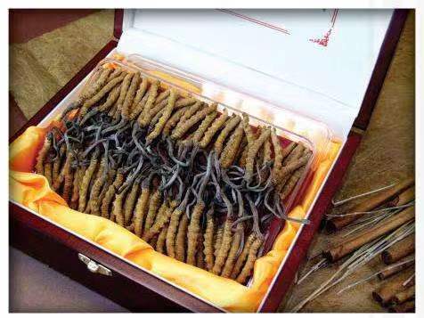 巢湖冬虫夏草回收